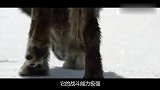 金雕合作捉狼，一只按头，一只疯狂啄毛，野狼苦不堪言！