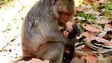 关于小猴子断奶的问题上，猴子妈妈的态度是非常坚定的