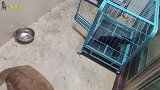 小金毛外出就不愿意绑上狗绳，你们家狗狗的也是这样吗？