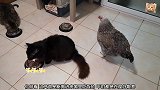 把鸡带回家养，吃饭时，和家里的猫咪一起吃，鸡有点不习惯