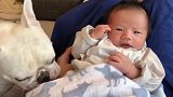 小宝宝闹脾气想哭，结果家里的狗狗一直在一旁想安慰他，萌化了！