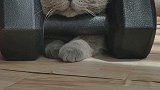 吵架是不可能吵架的！戏精 可爱 猫