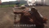 5头狼围攻一匹马，马儿直接跪地求饶，下一幕连狼都看傻眼了