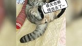 一只有故事的喵