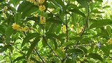 只有桂花香暗飘过～