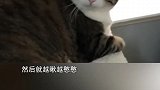 别人家的猫都是吃可爱长大的，我家可能是炮仗转世了