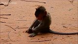 大雄猴狠狠地攻击母猴丽兹，可怜的小猴丽扎吓哭了，大喊妈妈