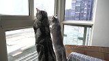 猫咪跟着叔叔一起爬窗户，尾巴抢戏了，快乐的心情全都暴露了！