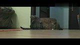 大力猫“发功”挪动箱子捡玩具