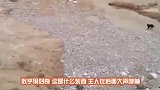 美国一农场被洪水淹淹没，农场主正惋惜时，救星出现了