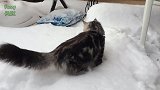 雪地里玩雪的小猫咪，这有趣的样子，真是好玩呢！
