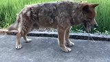 中华田园犬被爸养了20年,现在像九十多岁的老人一样