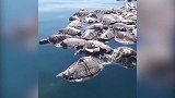 300只海龟“暴毙”在海面，竟然是因为遇到了“鬼网”？