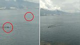 印尼：男子在海中游泳时遇鳄鱼，幸被好心路人提醒逃命