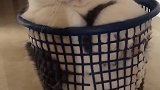 这猫不是一般的肥，垃圾桶都装不下了！