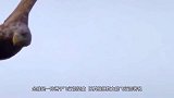金雕战斗力有多强？100斤野狼手到擒来，镜头记录激烈过程！