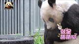 头低低的熊猫旦旦乖巧亮相，可爱至极：小零食一定要细品才香甜！
