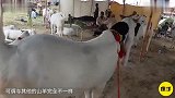 世界上最“丑陋”的山羊丑到改变认知，一只价格却高达45万元