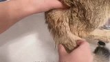 一只骂骂咧咧拒绝洗澡的猫咪是怎样屈服于铲屎官的