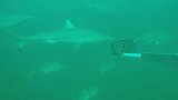 美国得克萨斯州海岸附近数百条鲨鱼聚集 场面罕见