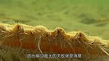 扇贝还能游泳魔性的步伐承包笑点，我应该不是最后一个知道的人