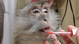 猫咪第一次带铃铛，出现让人捧腹的画面，但好笑只有人类！