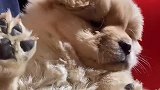 松狮不笨，它只是比较傲娇，不好意思学习而已