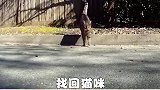 猫走丢了不要慌，三招教你找回猫咪