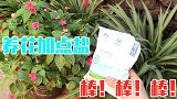 养花加点盐，让花儿蹭蹭疯长，后悔才知道，早学不吃亏