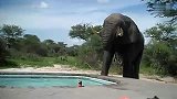 旅游-不可思议的一幕！大象竟然跑到泳池边喝水