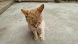 喂黄狸猫吃小鱼干，小黑猫也想吃，看谁抢得快