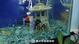 主人花天价给金鱼做脑瘤手术，成功“闯过鬼门关”，看完长见识了