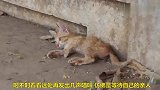 被母亲抛弃的残疾小奶猫，得到救治后，开始了新的生活