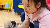 小狗狗不听话，拉布拉多拿来家法让铲屎官揍它，太逗了！