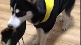 二哈：我先拆鞋子，过几天再拆家！