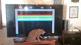 猫咪在桌子上站着，把桌子上的东西都给弄下来，也太逗了！