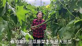 丝瓜不只是用来做刷碗块的，早知道可以这样，丝瓜没长老就吃没了