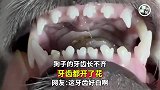 狗子的牙齿长不齐，牙齿都开了花