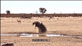 一只鹿在河边喝水，突然发狂抽搐倒地，这是怎么了？