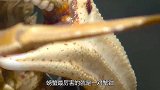 螃蟹为了逃命自断双臂后，钳子还能再长出来？镜头拍下神奇过程