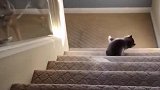 小短腿：我不要面子的啊