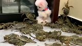 小奶狗被螃蟹吓得缩在一旁瑟瑟发抖！好可爱