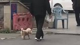 爷爷牵着狗狗过马路，狗狗一路蹦蹦跳跳，看上去很开心