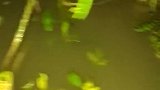 青蛙叫的声音你听过么