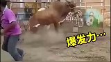 这公牛爆发力十足，有敢斗的斗牛士吗