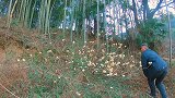竹林下面的荒地，发现结香花上不对劲，结果被眼前的景象吓到了
