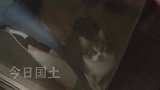 猫咪在家独居一个月胖3斤