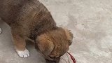 小狗子被龙虾教育了