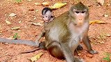 小猴子被饿得骨瘦如柴，路人给它喂食，母猴的行为令人气愤人生