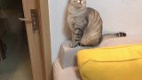 猫咪抓不到苍蝇急得哇哇叫，抓住叼嘴里满屋子藏，最后没忍住吃了